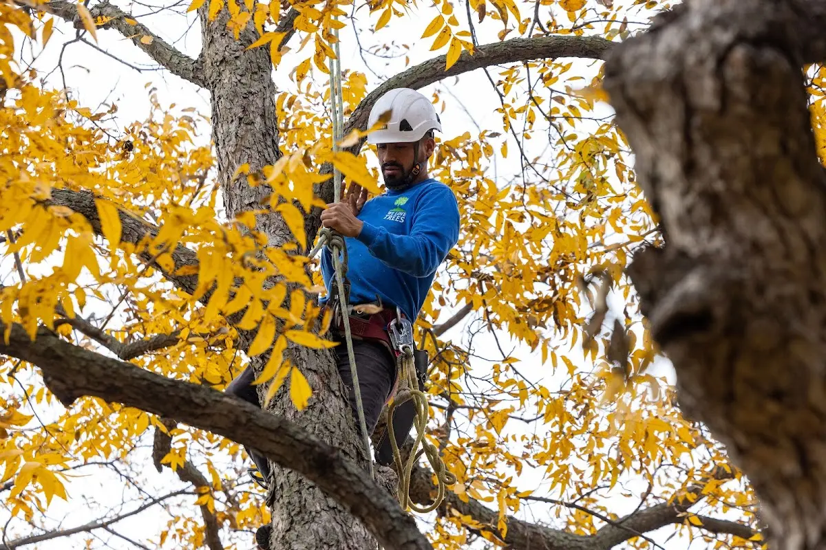Skilled Dead Tree Removal crew working in Akron