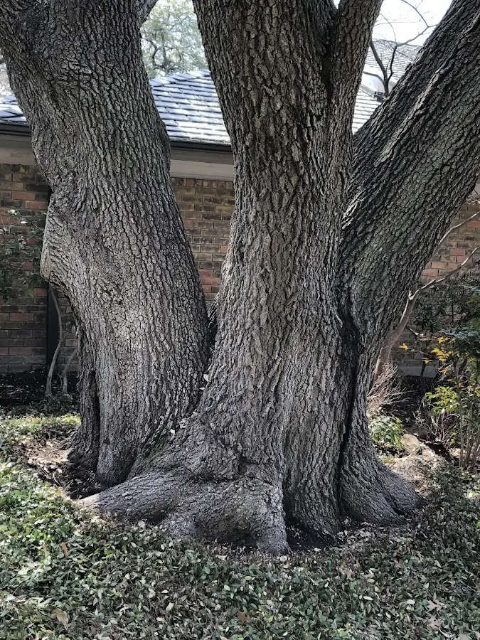 Mature heritage tree close to a Akron property cared for by certified arborists